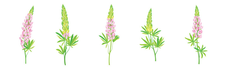Fototapeta na wymiar Beautiful Lupin Flowers as Meadow Flowering Herbaceous Plant Vector Set