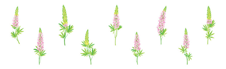 Beautiful Lupin Flowers as Meadow Flowering Herbaceous Plant Vector Set - obrazy, fototapety, plakaty