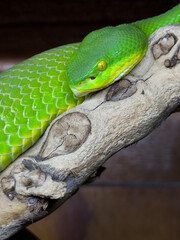 Green Viper