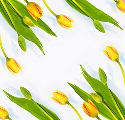 spring colorful flowers tulips. floral collection.