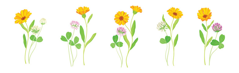 Calendula Plant with Orange Flower Head and Clover on Stem as Meadow Herb Vector Set