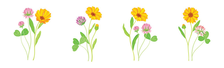 Calendula Plant with Orange Flower Head and Clover on Stem as Meadow Herb Vector Set