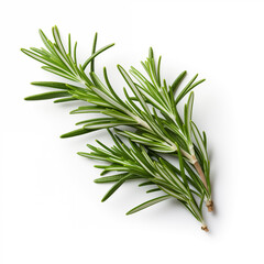 Fototapeta premium rosemary on white background
