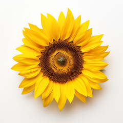 Fototapeta premium sunflower on white background 