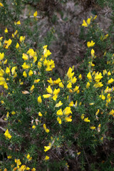 Closeup of yellow Gorse blooms, Derbyshire England
