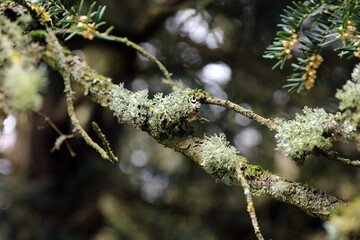 Macro image of Lichen growing on a Yew branch, Derbyshire England

