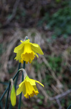 Macro image of two early Daffodil flowers, Derbyshire England
