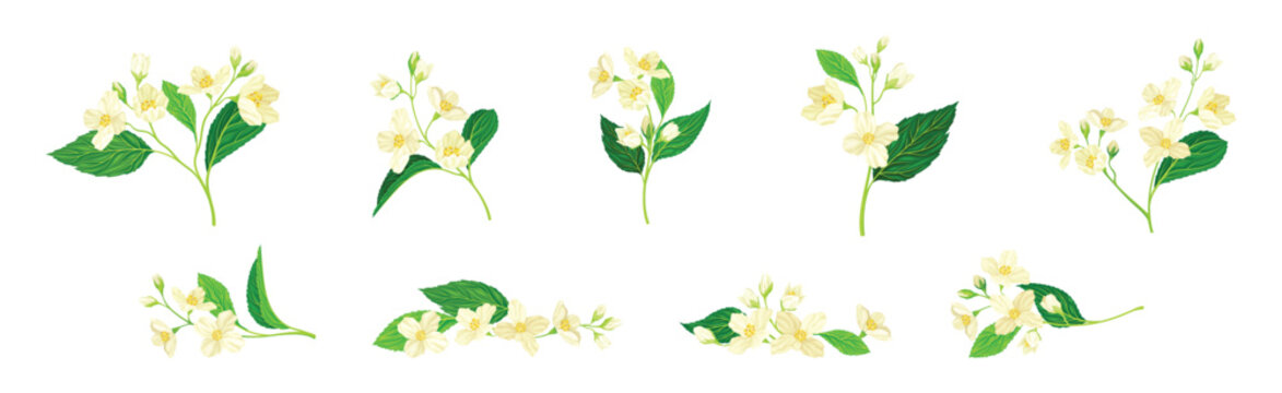 Jasmine Flower with Stalk and Green Leaves Vector Set