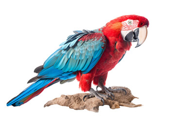 Obraz premium Red winged parrot on branch, isolated on transparent background