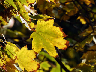 golden leaves of maple tree in the wind  