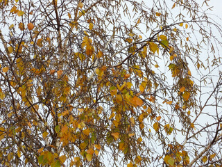 branches of birch tree with colorful autumn leaves close up     