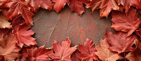 A group of vibrant red leaves have been meticulously arranged in a perfect circle, creating a visually striking pattern. The rich color of the maple leaves enhances the natural beauty of the foliage.
