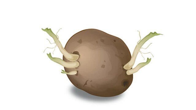 Sprouting potato. Short video. Cartoon video.