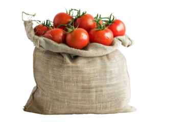 Tomato harvest in jute sack back isolated on background, farm product for cultivation.