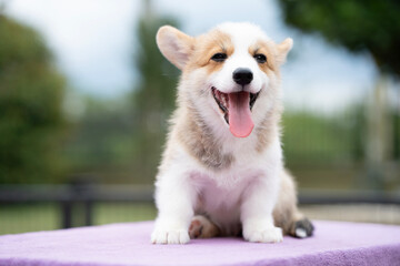 Puppy corgi dog sitting on the table in summer sunny day
