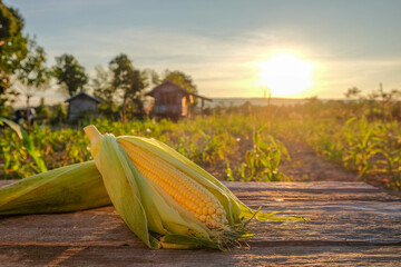 Fresh corn cobs rest on a rustic wooden surface at sunrise with a soft-focus forest background and...