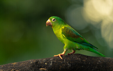 Tovisittich (Brotogeris jugularis)