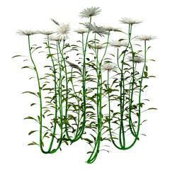 3D Rendering Leucanthemum Daisy Flowers on White