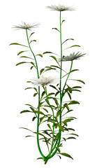 3D Rendering Leucanthemum Daisy Flowers on White