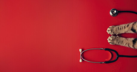 Generative AI, Cat paws and stethoscope isolated on red background. Banner with copy space for vet clinic. 