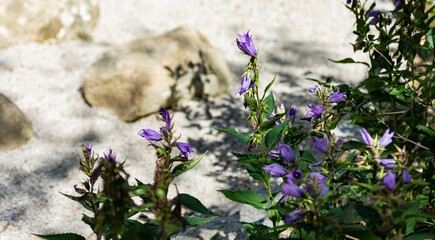 Fototapete bei efototapeten.de bestellen   