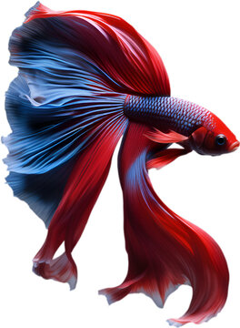 Siam betta fish, Watercolor painting of Siam betta fish.