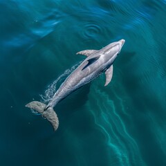 Fototapeta premium Dolphin in the blue water. Aerial view of a solitary Bottlenose Dolphin.
