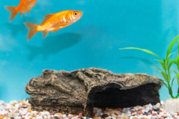 水槽の中を泳ぐ金魚