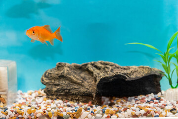 水槽の中の金魚