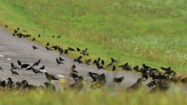Flocking Of Starlings And Hooded Crow Feeding Near Road. Corvus Corax, Corvus Cornix And Sturnus Vulgaris Birds In Wild. Countryside Rural Field Landscape.