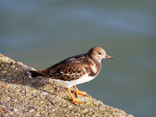 Small Turnstone seabird in winter plumage perched at the edge of the harbour wall against the calm water
