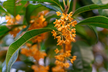 キンモクセイのオレンジ色の花にクローズアップ