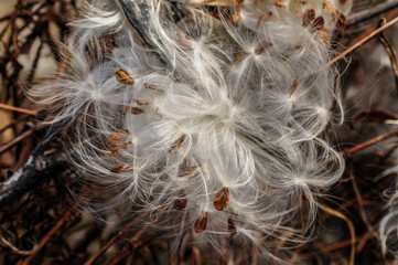 A Closeup Of Milkweeds Seeds, Asclepias Syriaca, At  Five Rivers Environmental Center In Delmar, New York