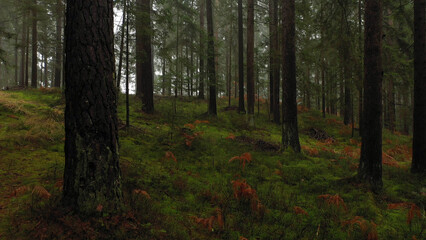 Beauitful evergreen morning forest landscape.