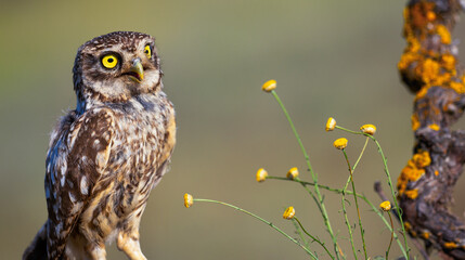 Little Owl, Athene noctua, Mediterranean Forest, Castilla y Leon, Spain, Europe
