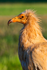 Egyptian Vulture, Neophron percnopterus, Agricultural Fields, Castilla y Leon, Spain, Europe