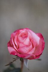 Fototapeta premium 綺麗なバラの花のある風景