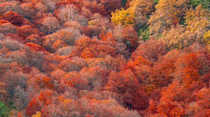 Hayedo de la Pedrosa Natural Protected Area, Beech Forest Autumn Season, Fagus sylvatica, Riofrío...