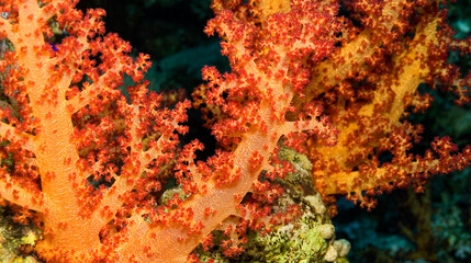 Multi-branched Coral Trees, Soft Coral, Reef Building Corals, Coral Reef, Red Sea, Egypt, Africa