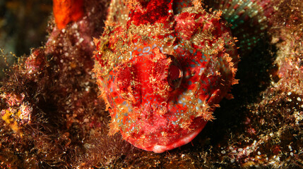 Stonefish, Galápagos Islands, Galápagos National Park, UNESCO World Heritage Site, Pacific Ocean,...
