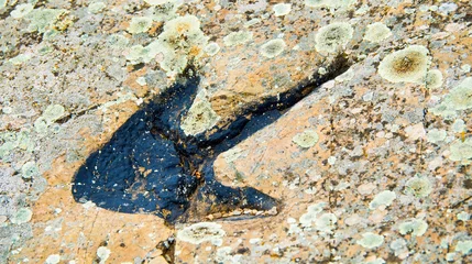 Photo sur Plexiglas Dinosaures Ichnites Paleontological Deposit of La Matecasa, Bretún, Ichnites Route of Highlands of Soria, Soria, Castilla y León, Spain, Europe