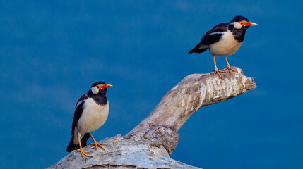 Asian Pied Starling, Gracupica contra,  Wetlands, Royal Bardia National Park, Bardiya National...