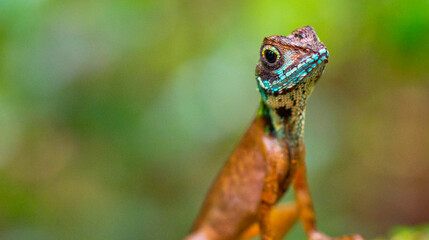 Brown-patched Kangaroo lizard, Wiegmann's Agama, SriLankan Kangaroo Lizard, Otocryptis wiegmanni, Sinharaja National Park Rain Forest, Sinharaja Forest Reserve, World Heritage Site, Sri Lanka, Asia