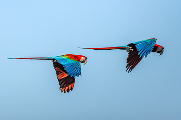 Red and Green Macaws (Arara-vermelha)