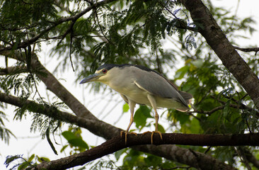 Sleeper socó.  Nycticorax nycticorax