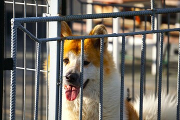 Akita Inu spogląda z kojca w stronę obiektywu. Pies znajduje się zza ogrodzeniem. Groźny pies pilnuje posesji. © Adam