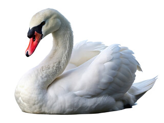 White swan isolated on a transparent background. 3d rendering.