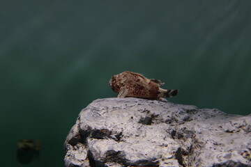 ウェスタンレッドスコーピオンコッド