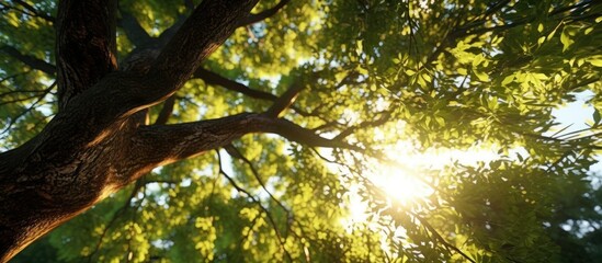Seen from under the tree, the lush tree is illuminated by the sun, the light comes in from the gaps in the tree leaves, the light is orange, blue