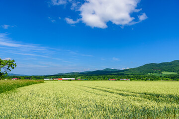 Obraz premium 道東 佐呂間町の麦畑 
